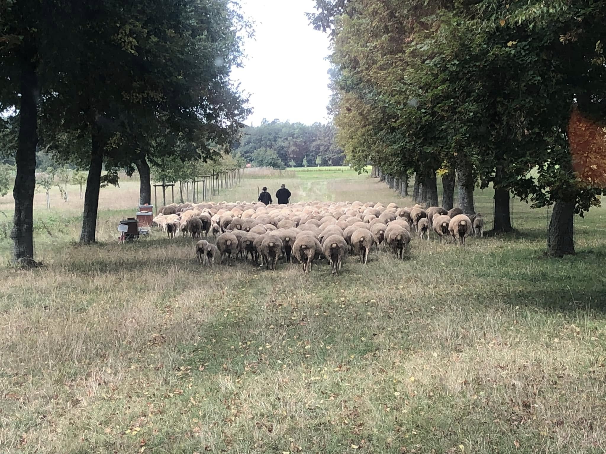 Andreas teaching with sheep during a training session